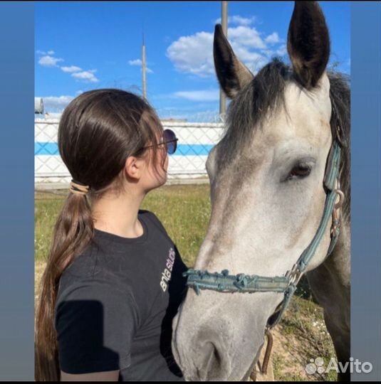 Берейтор/коновод