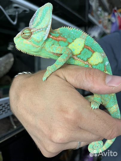 Йеменский хамелеон