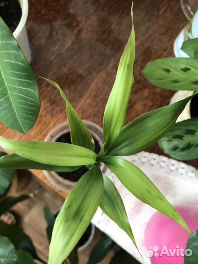 Бамбук Лаки бесплатно