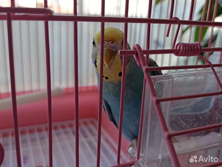 Продам волнистого попугая с клеткой
