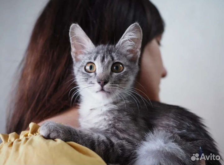 Котенок Ёжик в добрые руки, 3 месяца