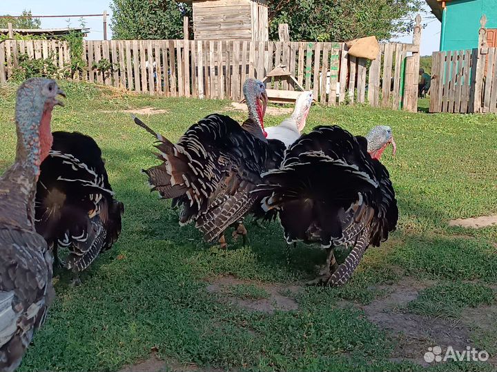 Индюки на племя