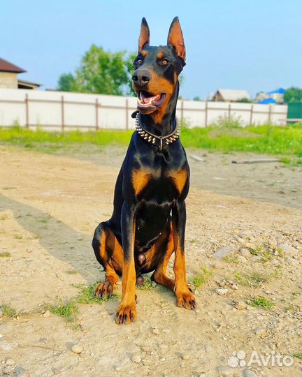 Вязка Доберман