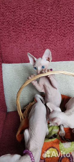 Канадский сфинкс котенок
