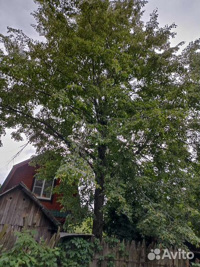 Дерево липа