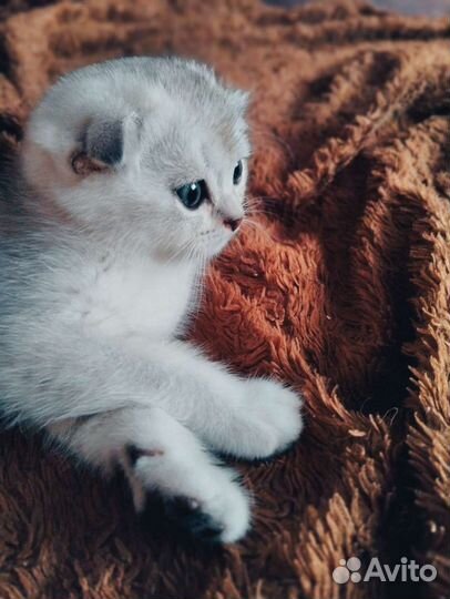 Серебристая шиншилла вислоухий малыш