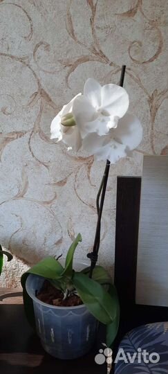 Орхидея фаленопсис