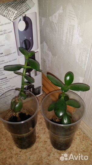 Денежное дерево (Толстянка)