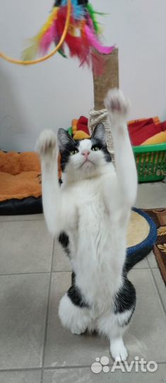 Кошечка Мила в добрые руки