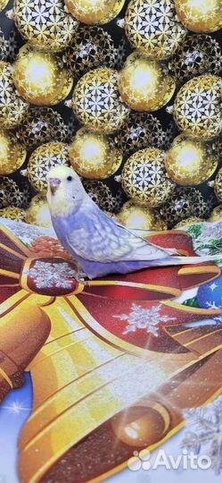 Попугаи волнистые выставочные (Чехи) птенцы