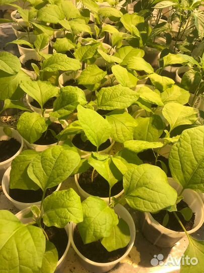 Рассада - томаты, огурцы, перец, баклажаны, капуст