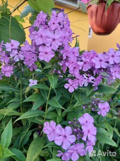 Флоксы многолетние