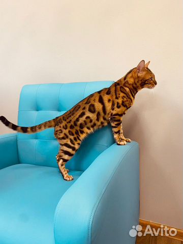 Вязка с бенгалом