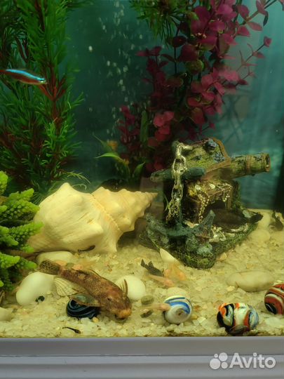 Сомики анцитрусы