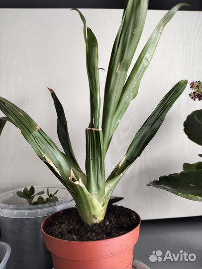 Растения бесплатно