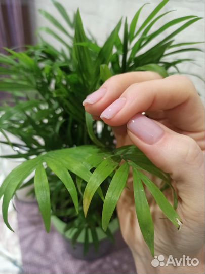 Мастер маникюра