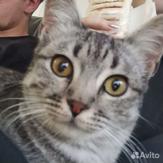 Кошка в добрые руки