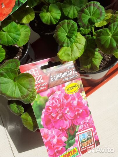 Пеларгония герань