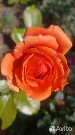 Роза чайно-гибридная