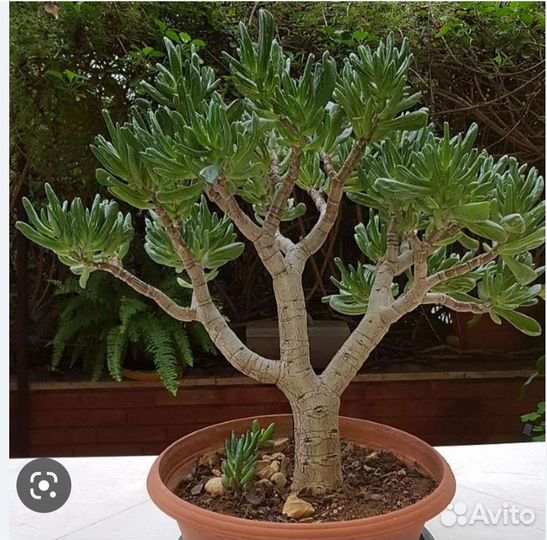 Крассула хобит