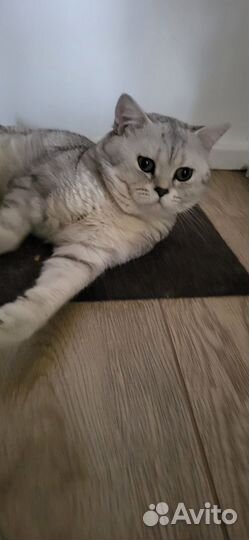 Отдам кота в добрые руки