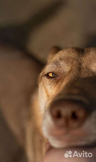 Собака в добрые руки отдам бесплатно