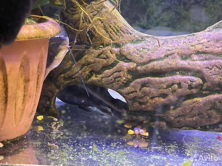 Аквариум с рыбками