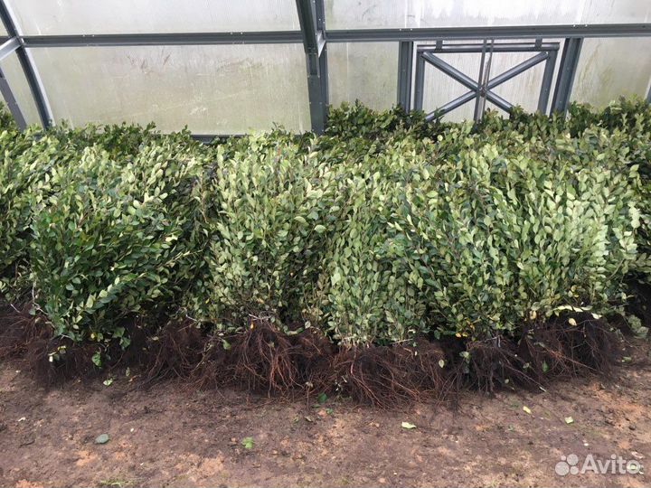 Кизильник блестящий ф Забайкальский сl4