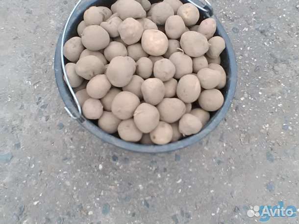 Семена картофеля