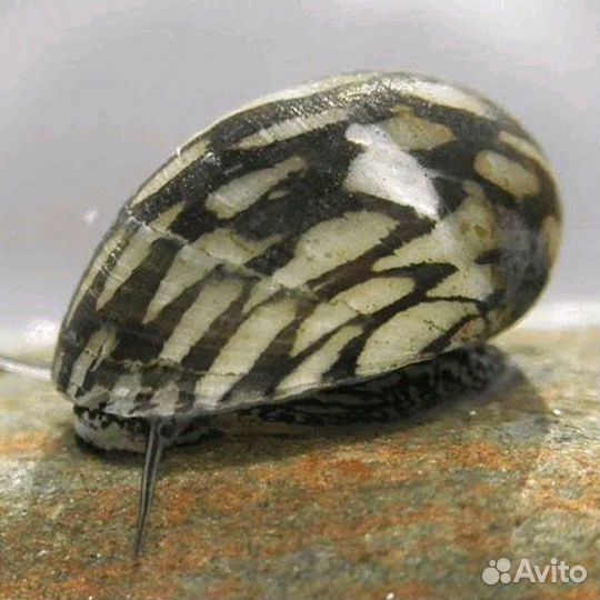 Продам супер-улиток Теодоксусов