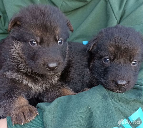 Щенки немецкой овчарки