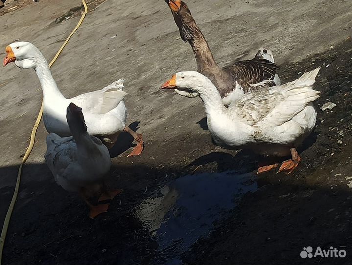 Холмогорские гуси