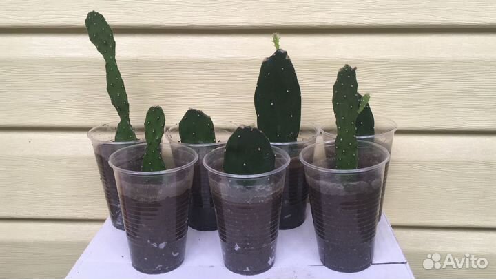 Отростки кактуса (опунция) укорененные