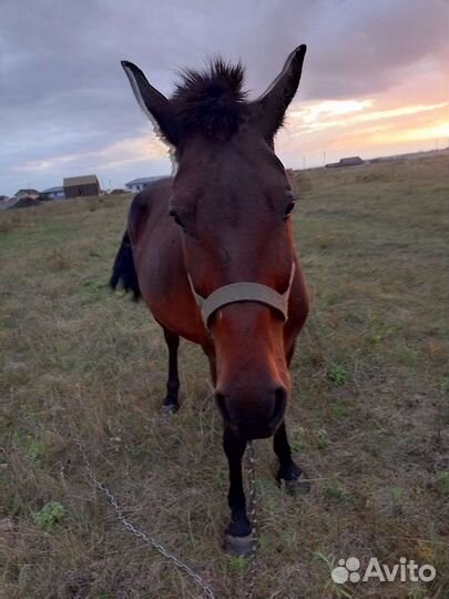 Продаю кобылу