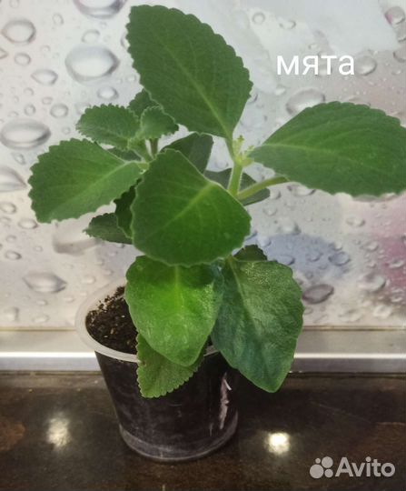 Комнатные растения и цветы