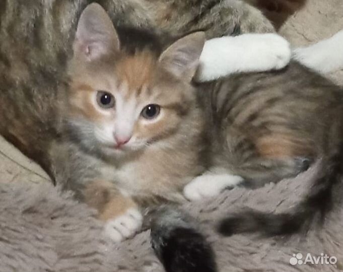 Отдадим котёнка