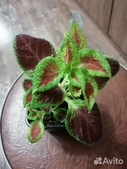 Комнатные растения цветы