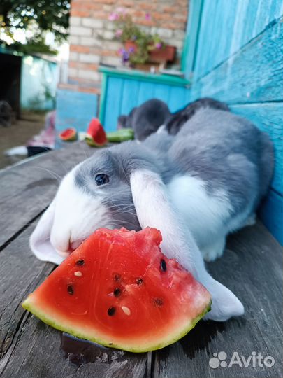 Французский баран, рекс и калифорнийские