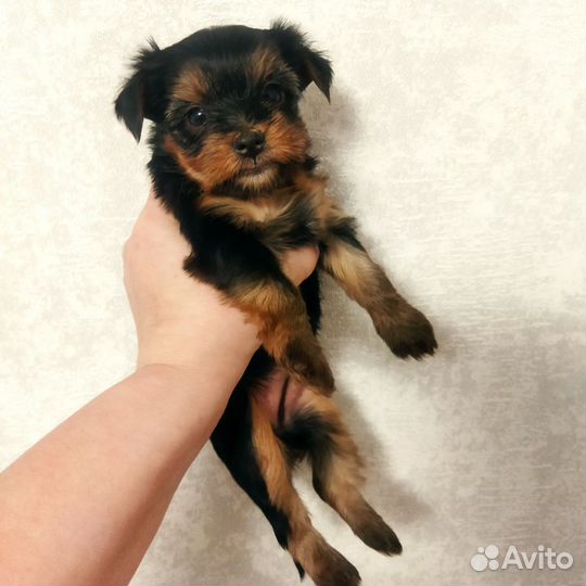 Щенки йорка бронь