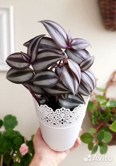 Традесканция зебрина