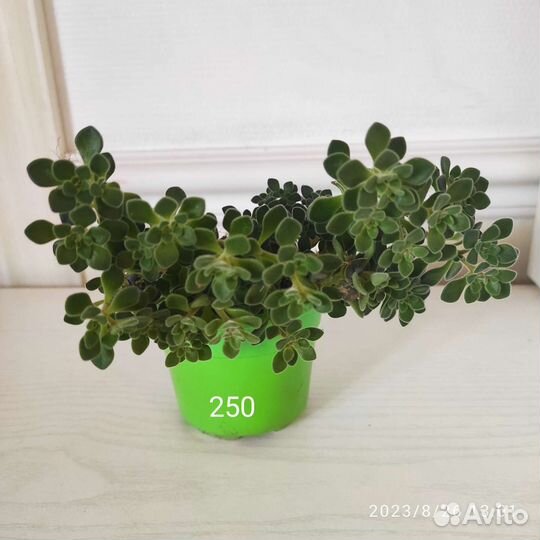 Аихризон, хатиора, очиток Моргана