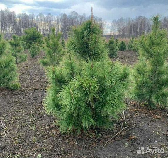 Саженцы кедра