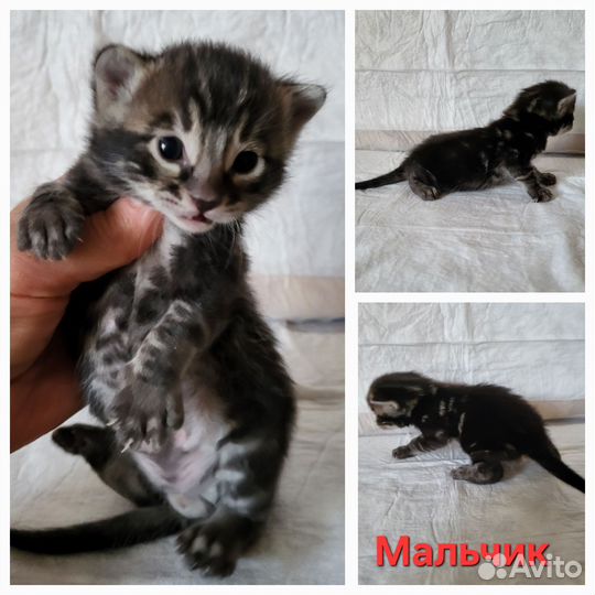 Бенгальские котята