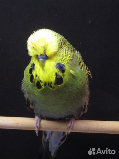 Попугай ввп чехи. Взрослые птицы