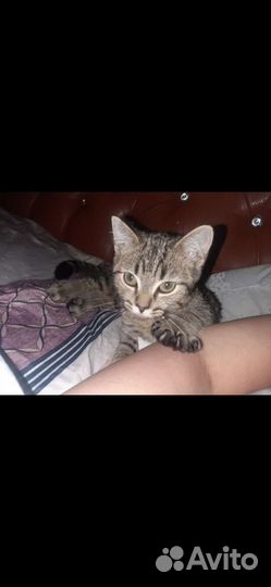 Пристрою кисоньку