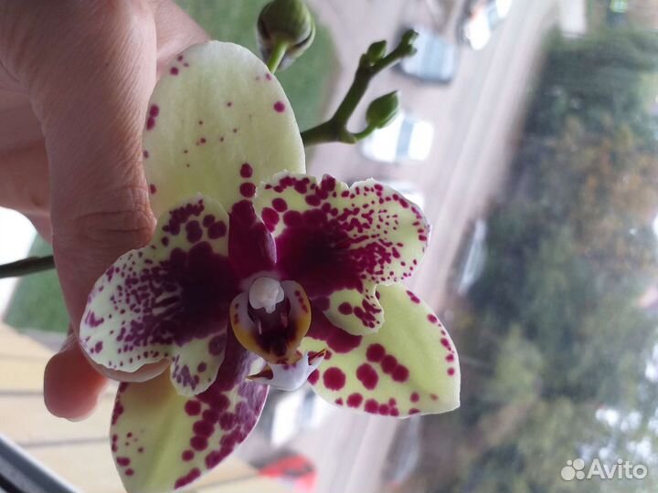 Орхидея бабочка Скрабл