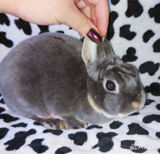 Кролик карликовый рекс