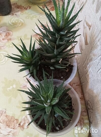 Комнатные цветы