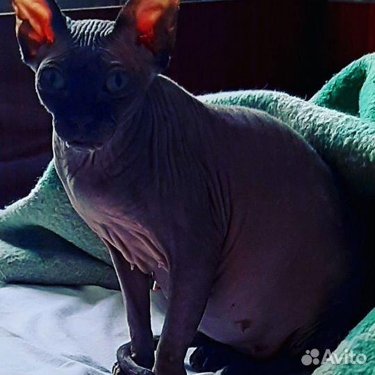 Котята канадского сфинкса
