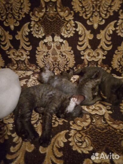 Донской сфинкс котята
